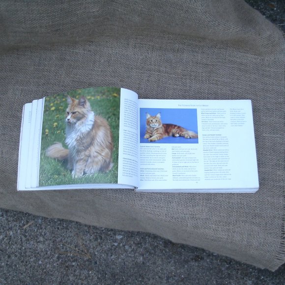 Ultimate Guide to Cat Breeds by Louisa Somerville - Picture 6 of 16